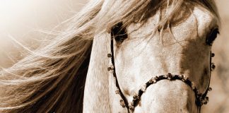 On the Cover – Ramses Mishaal Nadir sepia headshot of Arabian stallion Ramses Mishaal Nadir