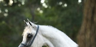 Celebrating Beauty: Mozn Albidayer