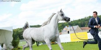Chantilly 2017: AHO World Cup & Breeders’ Championship Europe