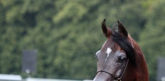 Chantilly – A Flavour of the Arabian World Cup