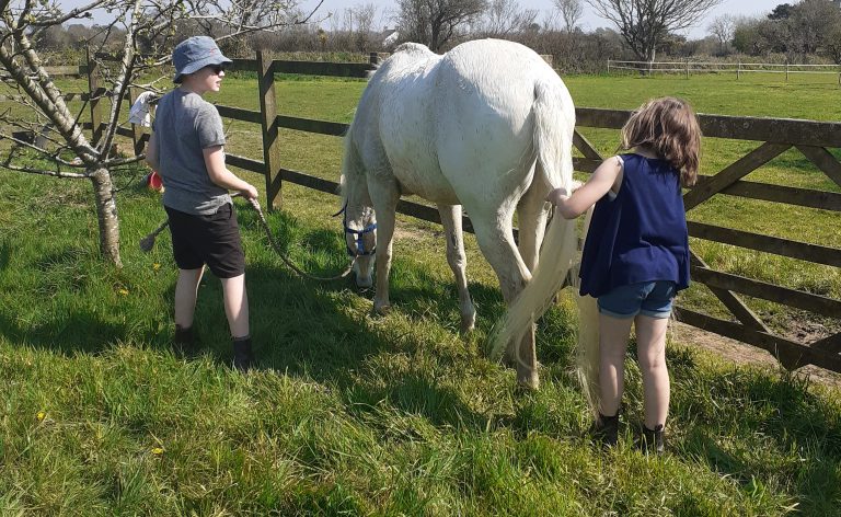 Arabians – suitable as a first horse? Arabians – suitable as a first horse?