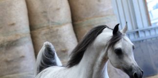 Creating a New Legacy – El Chall WR