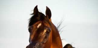 February 2016 Editorial