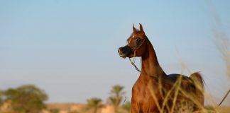 The Golden Girl: Delight’s Divah RB