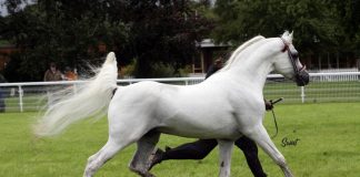 Djammal 1986 – 2016