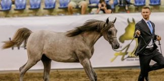 East Coast Arabian Championships 2017