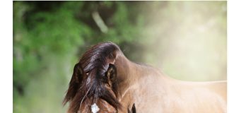 Editorial – The Arabian Breeders’ Magazine Volume I Issue I