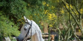 Editorial – The Arabian Breeders’ Magazine Volume I Issue IV