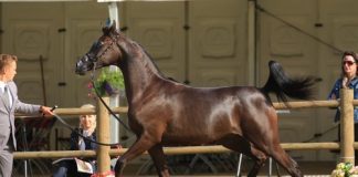 Emerald Trophy International B Show