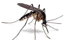 Equine Allergic Disease