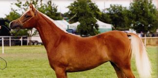 FAREWELL: British National Champion Amira Kastanah 1997 – 2017