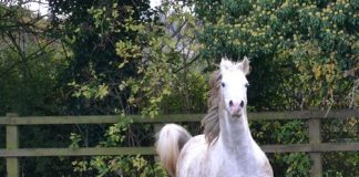 Finding Binley Ronaldo