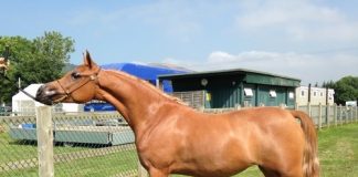 Gloryess: 2013–2016