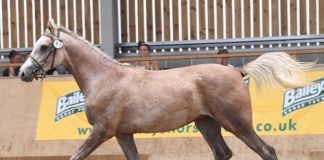 Heritage Coast Stud Tops the Futurity Awards