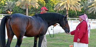 HM The Queen gifts Arabian horse to HM The King of Bahrain