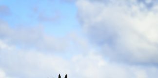 Introducing… Assilah Al Shahania