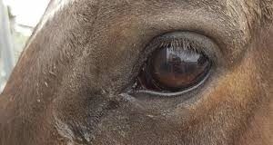 Iowa State University College of Veterinary Medicine Studying Immunocidin Equine in Two Types of Cancer