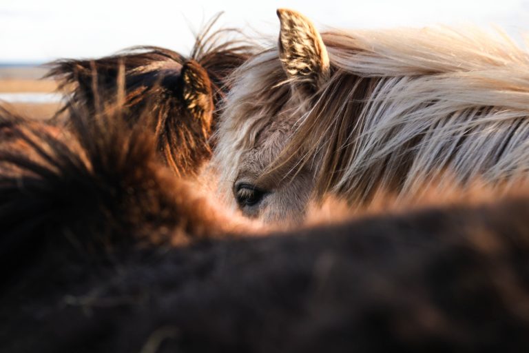 Weight gain is major concern for horse owners, reveals lockdown survey Weight gain is major concern for horse owners, reveals lockdown survey