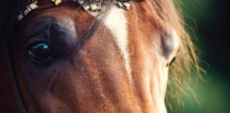 On the Cover: Kanz Albidayer Kanz cover