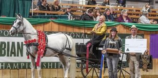 Linda Kaye Hollingsworth-Jones Earns Neue Schule USA Best Hands Award at Sport Horse National Arabian Championships