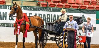 Longtime Judge, Rider and Trainer Wins Vita Flex Victory Pass Award at the Arabian Sport Horse Nationals