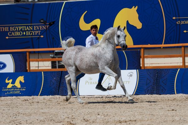 malik el jamal al sharbuty gold senior male