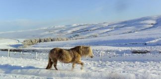 Managing your horse in the snow