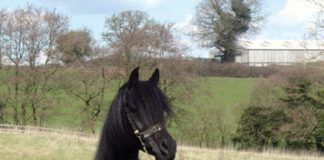 Moonwalker Black Arabians