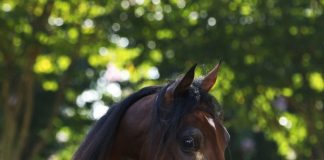 Na’Mous Al Shahania