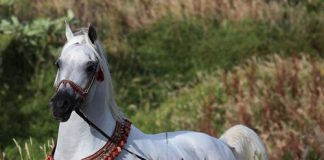 Welcome to New Zealand