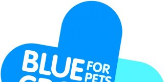 Our Survey needs YOU to help give horses a better future