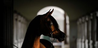 Pianissima: Poland’s Pinnacle of Perfection