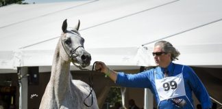 POLAND: Auction in doubt, Halsdon mare deaths & board resignations