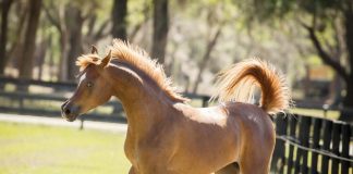 Reaching for the Stars: GS Starboy