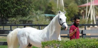 Reflections of Syria – WAHO 2007