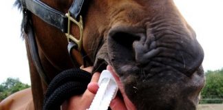 Remember to tackle tapeworm says Zoetis