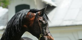 Remembering Pilot by Marek Trela