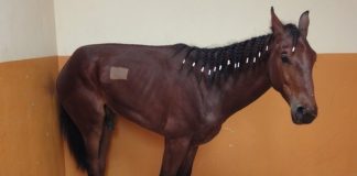 Research sheds new light on Equine Grass Sickness