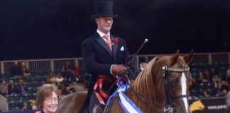 Shaarinah: Ridden Arabian of the Year