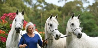 Simeon Stud – Celebrating Sixty Years of Breeding