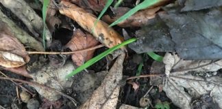 Storms may cause surge of Seasonal Pasture Myopathy says BEVA