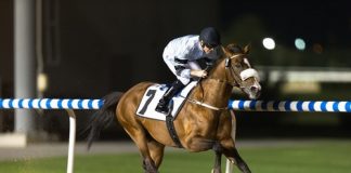 Strong 128 Lot Purebred Arabian sale catalogue now online