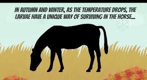 Survey Reveals Horse Owners Are Still Struggling with Worm Control