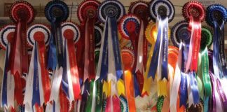 Teenagers Triumph in Performance Horse Awards