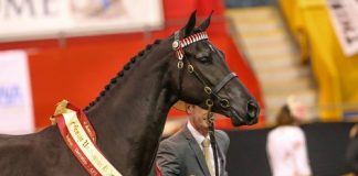 The 2017 Australian National Championships Gallery Three