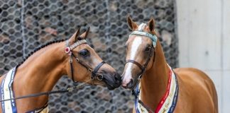 The 2017 Australian National Championships Gallery Two