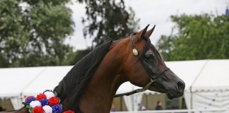 The 2017 British National Championships