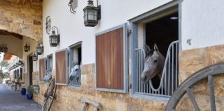 The 2017 Kuwait International Arabian Horse Festival – Open House Stud Visits by Lisa Abraham