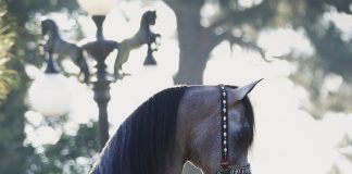 The August 2016 Cover Horse – Exxalt!