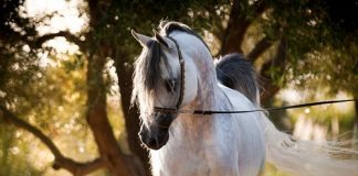 The Egyptian Arabian